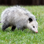 Sydney Possum Removal: Safe and Effective Ways to Protect Your Home