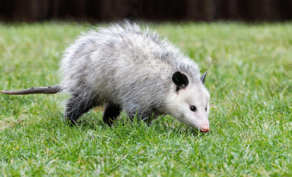 Sydney Possum Removal: Safe and Effective Ways to Protect Your Home